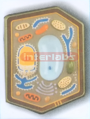 PLANT CELL MODEL